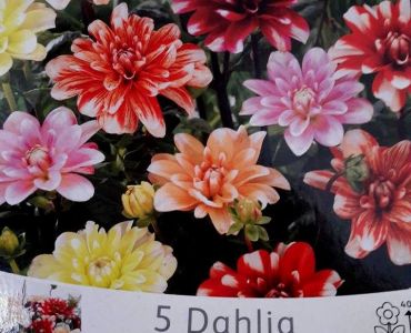 Далия Perception Mix 5 корена